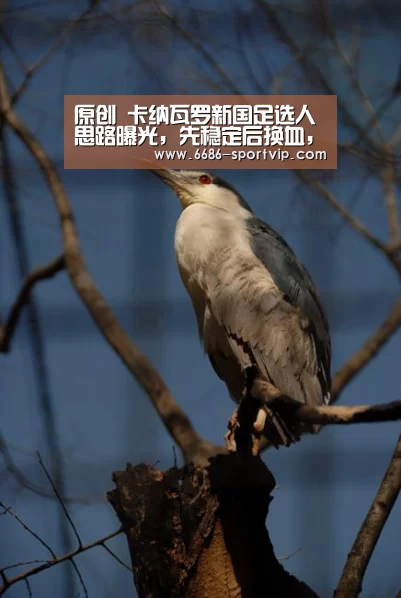 原创 卡纳瓦罗新国足选人思路曝光,先稳定后换血,冯潇霆等或继续入选-6686体育(图2) 6686真人娱乐